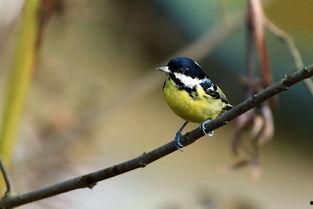 我的小山雀,小山雀的奇妙冒险之旅